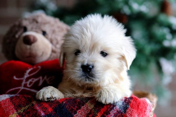 Image of Asher, a Golden Retriever puppy