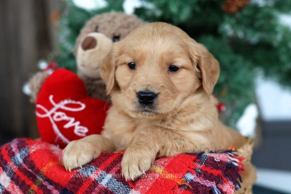 Image of Axel, a Golden Retriever puppy