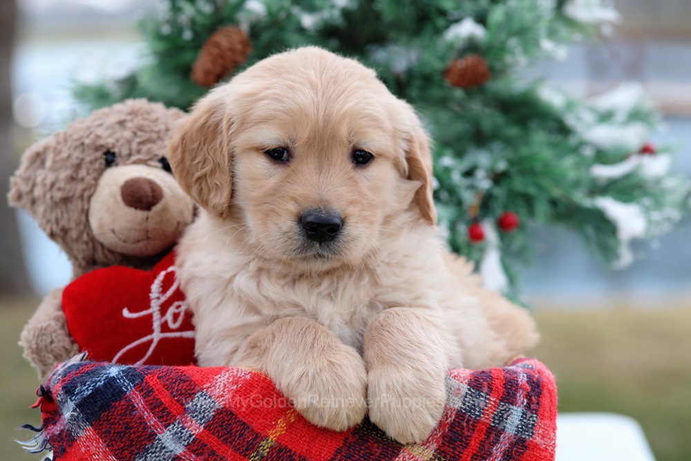 Blaze My Golden Retriever Puppies