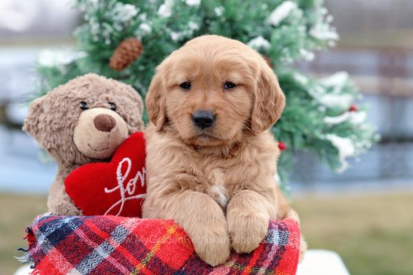 Image of Blossom, a Golden Retriever puppy