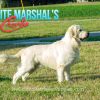 Image of English Cream 🤍 July 14, a Golden Retriever puppy