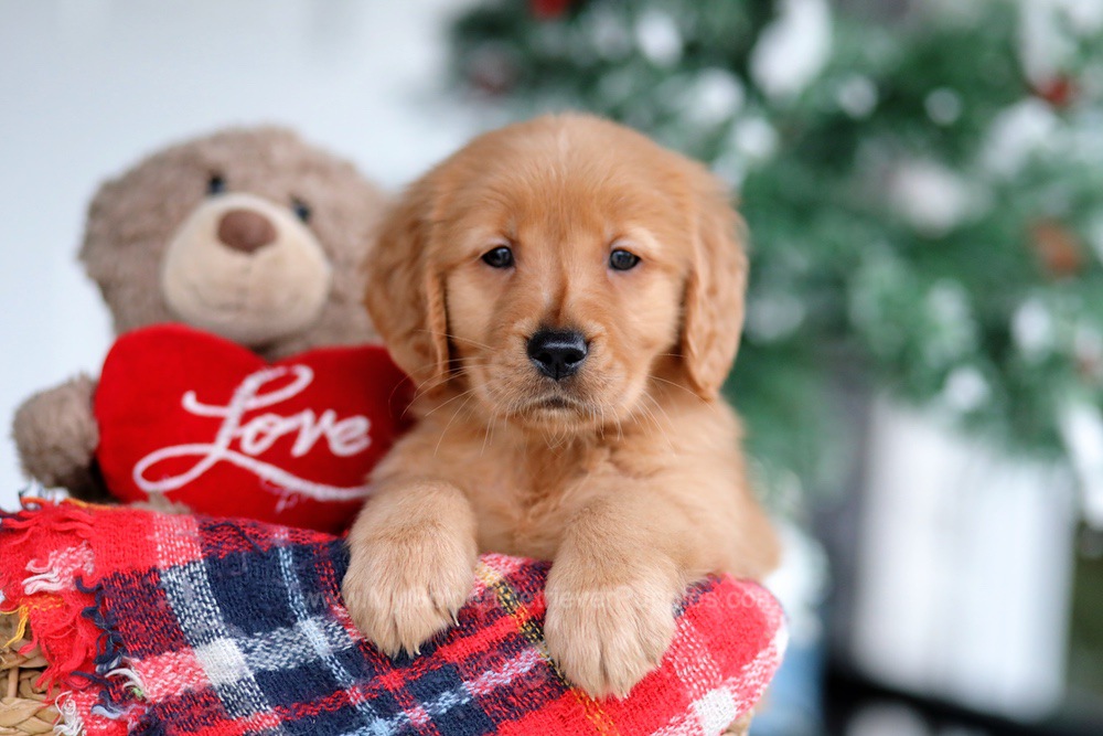 Sabrina Image of Sabrina, a Golden Retriever puppy