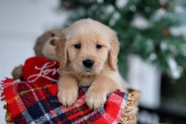 Sheldon - My Golden Retriever Puppies