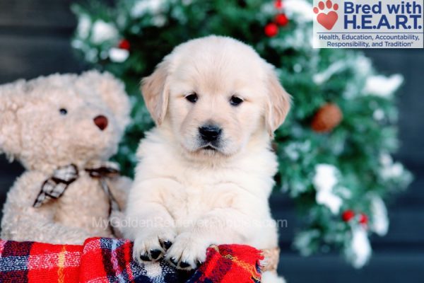 Image of Tara, a Golden Retriever puppy