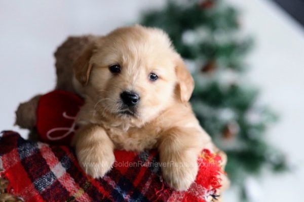 Image of Trooper, a Golden Retriever puppy