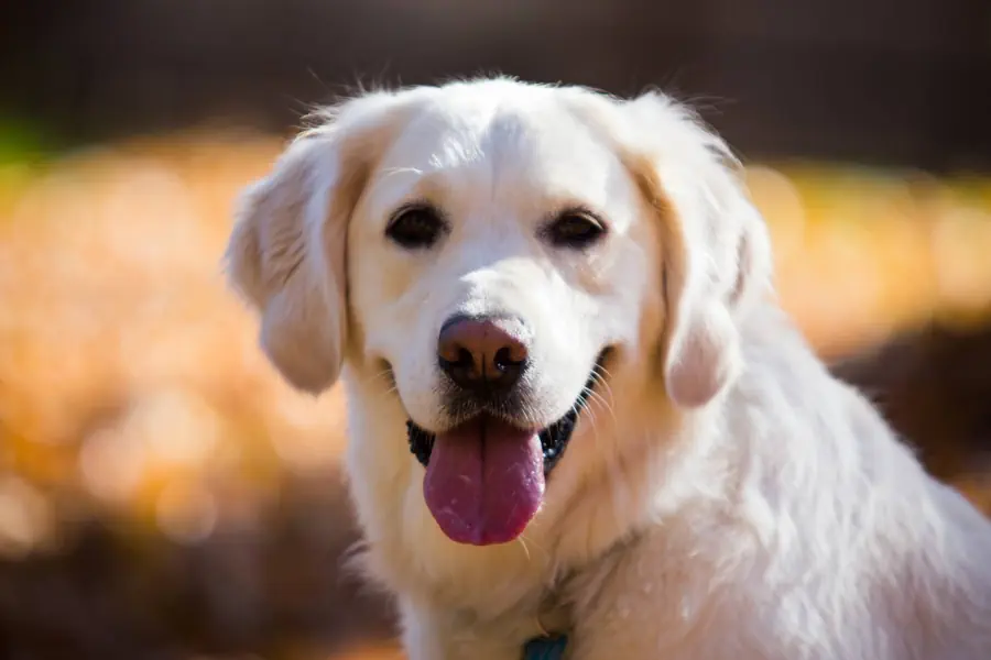 When To Neuter or Spay Your Golden Retriever
