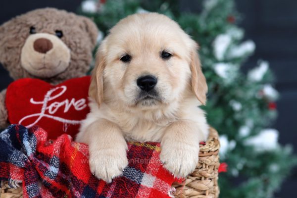 Image of Wyatt, a Golden Retriever puppy