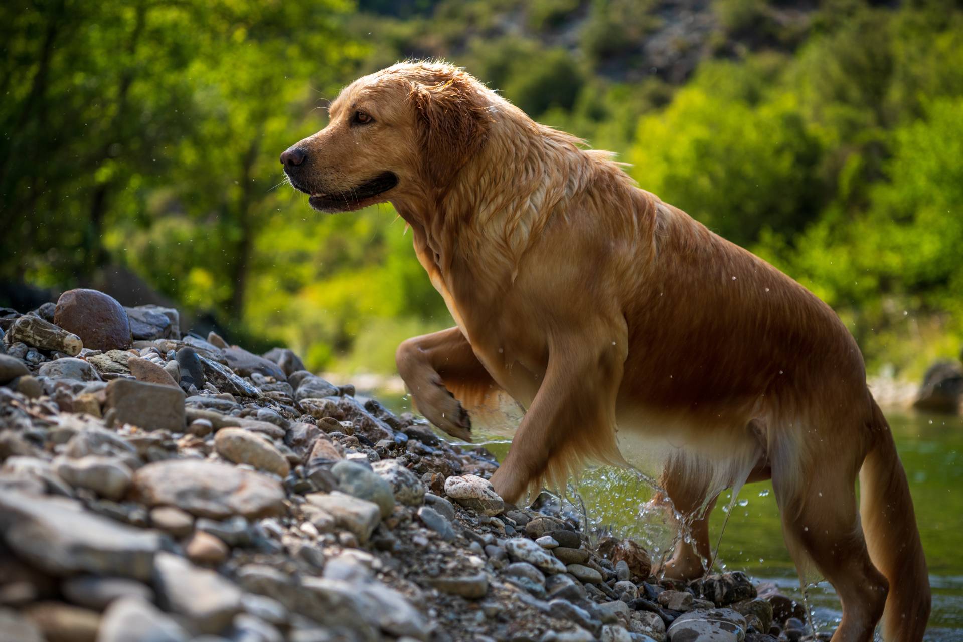 How Often Should I Bathe My Golden Retriever? InDepth Guide