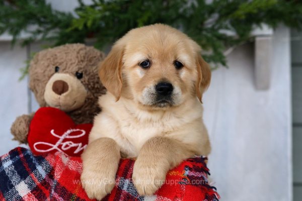 Image of Summer, a Golden Retriever puppy