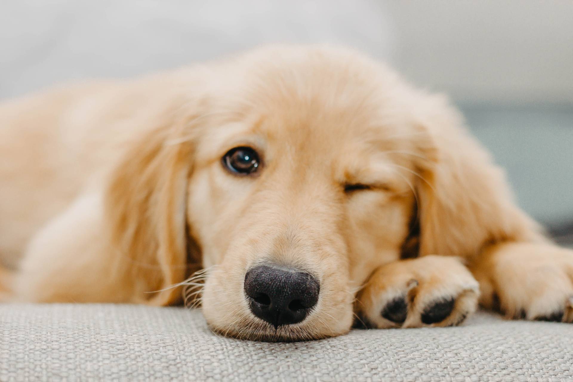 Famous golden retrievers in hot sale history