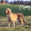 Image of Medium Golden - June 17, a Golden Retriever puppy