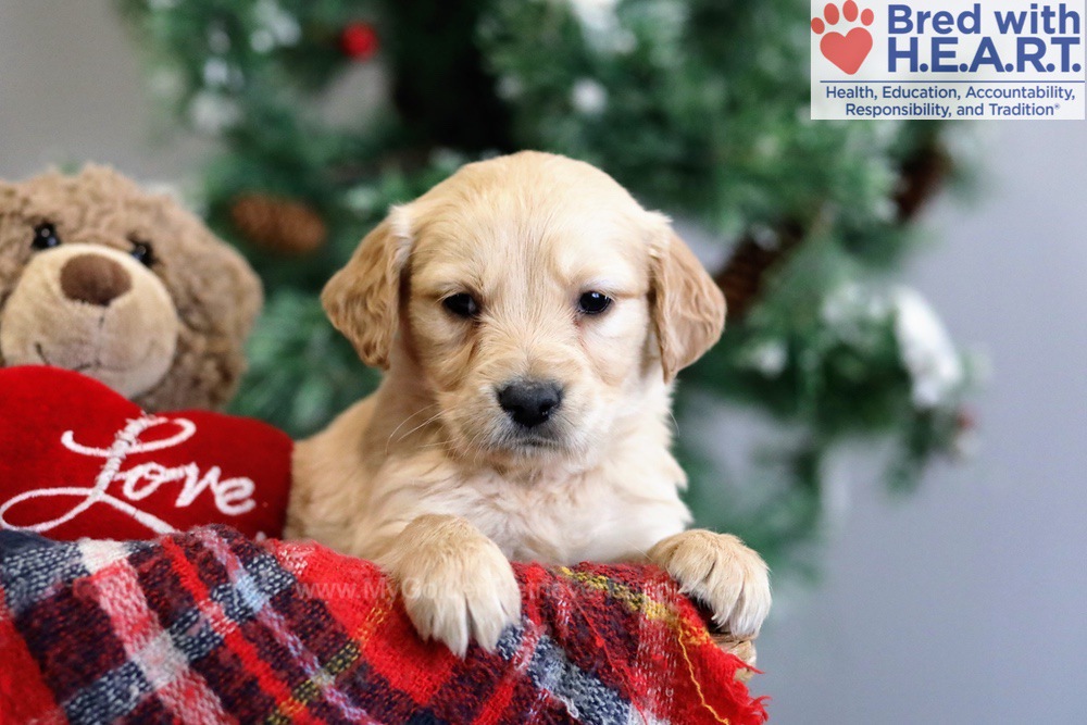 Bruce My Golden Retriever Puppies