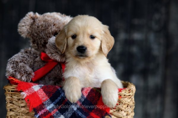 Image of Carson, a Golden Retriever puppy