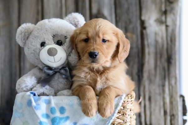Image of Dora, a Golden Retriever puppy