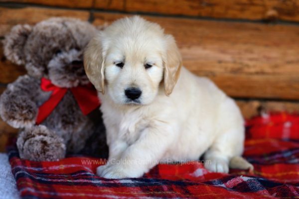 Image of Echo, a Golden Retriever puppy