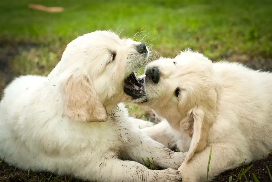 Golden Retriever Puppy Biting