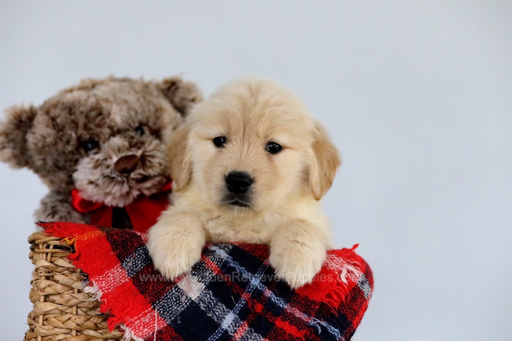 Olive My Golden Retriever Puppies