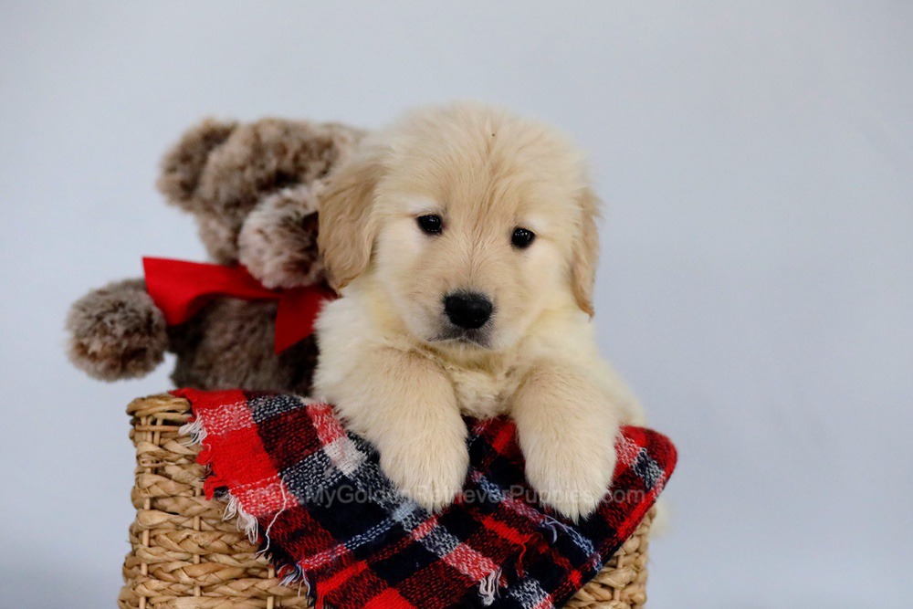 Omar Image of Omar, a Golden Retriever puppy