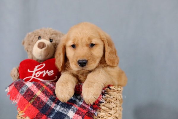 Image of Randall, a Golden Retriever puppy