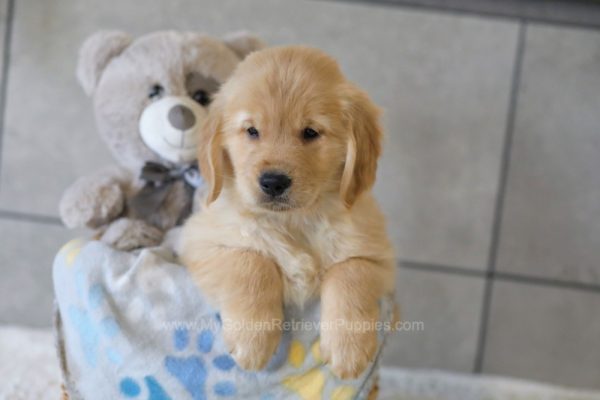Image of Romeo, a Golden Retriever puppy