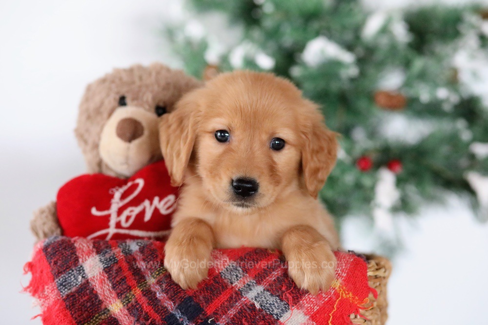 Thomas Image of Thomas, a Golden Retriever puppy
