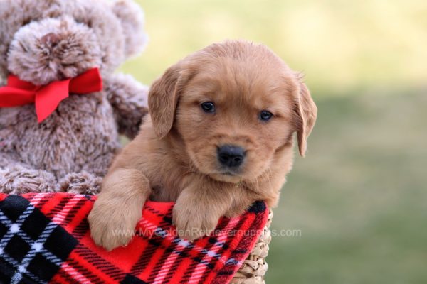 Image of Asher, a Golden Retriever puppy
