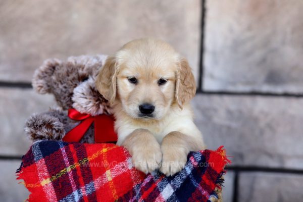 Image of Chloe, a Golden Retriever puppy