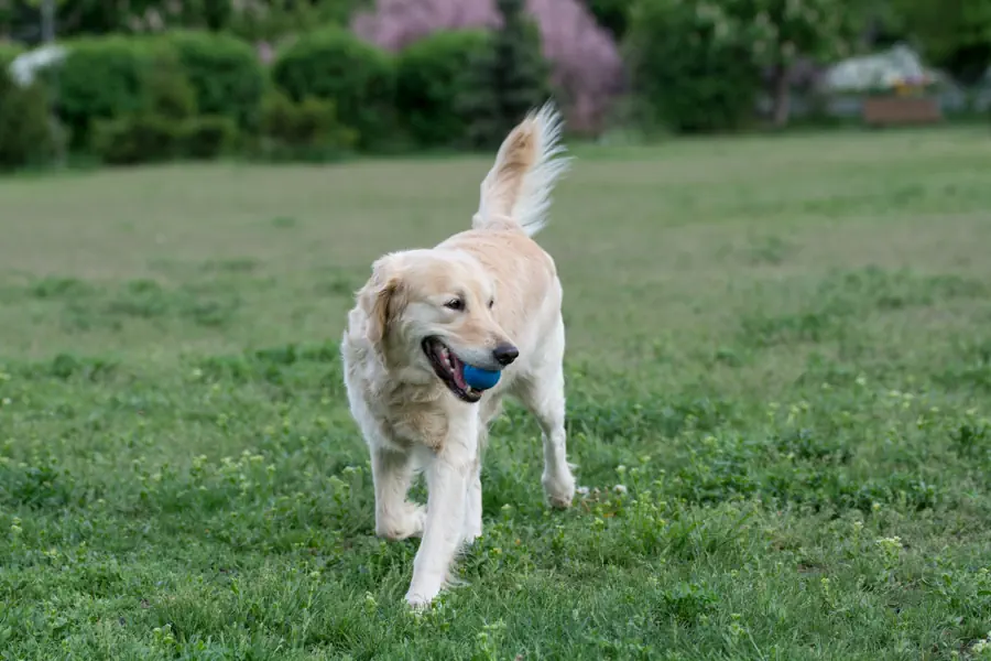 Fishy Smells in Golden Retrievers