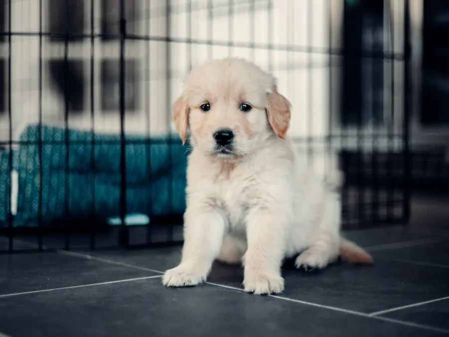 Golden Retriver Puppy Tips: Essential Care for Happy Puppies
