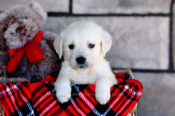 Image of Miles, a Golden Retriever puppy