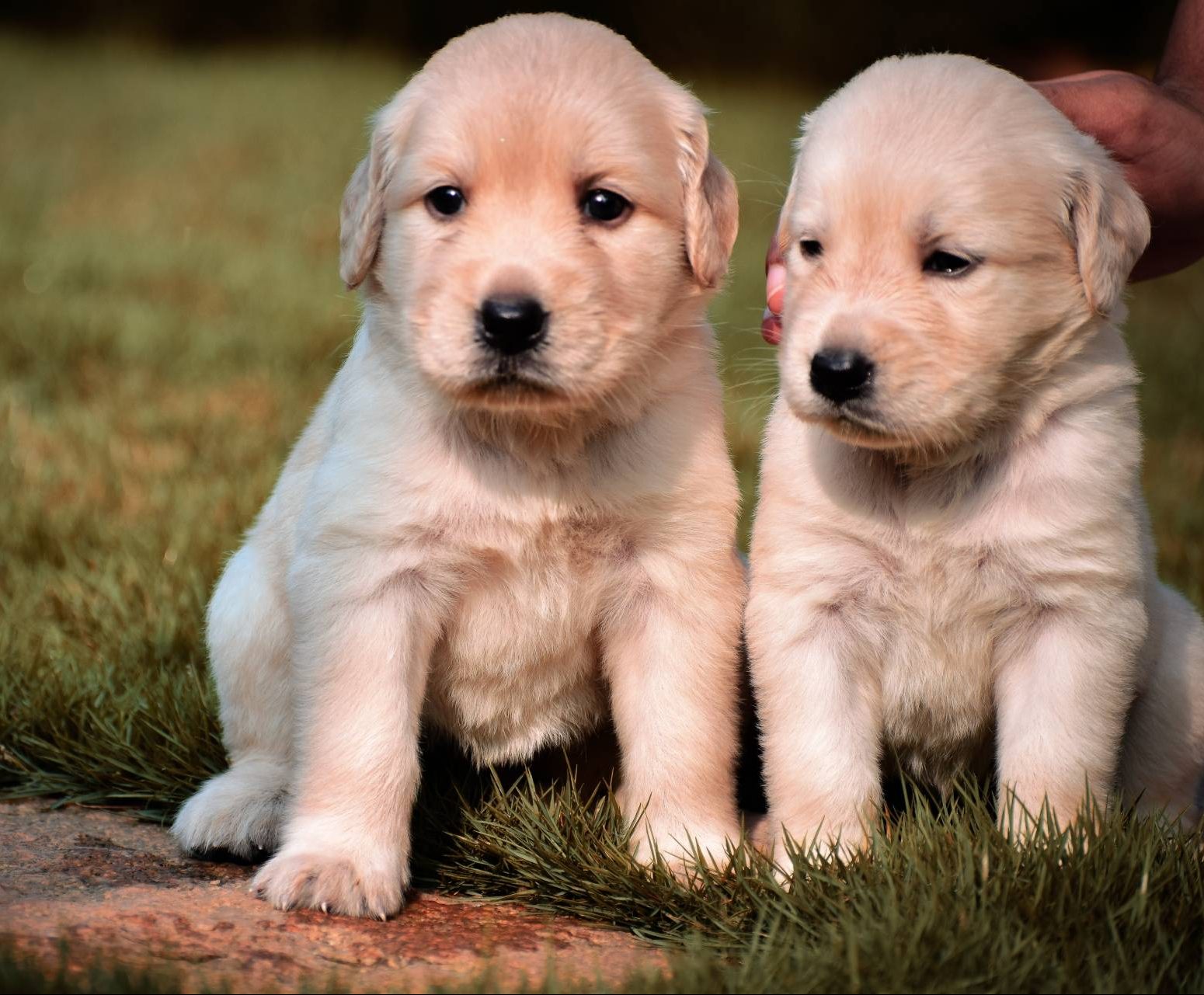 golden-retriever-puppy-diarrhea-essential-tips-for-pet-parents