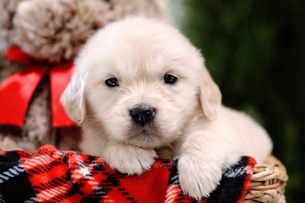 Image of Tilly, a Golden Retriever puppy