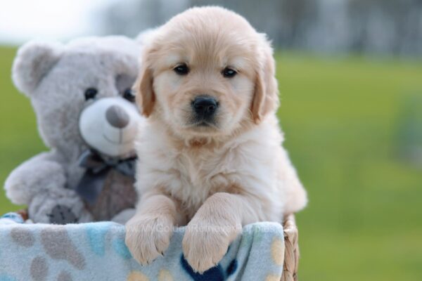 Image of Barb, a Golden Retriever puppy