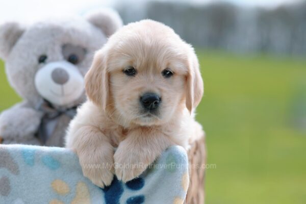 Image of Becky, a Golden Retriever puppy
