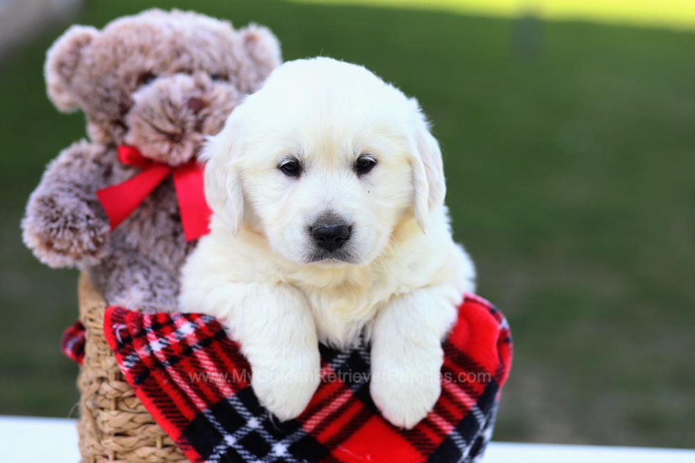 Benji puppies hot sale
