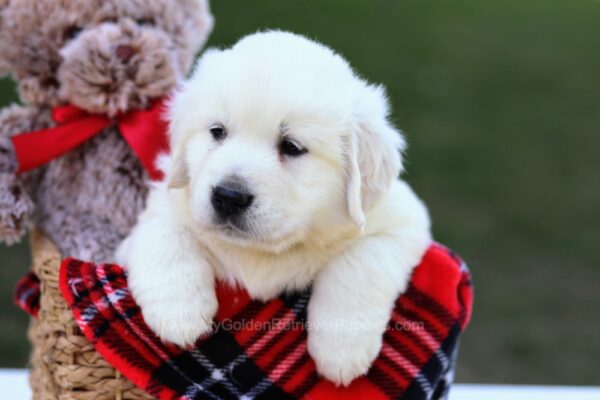 Image of Buzz, a Golden Retriever puppy