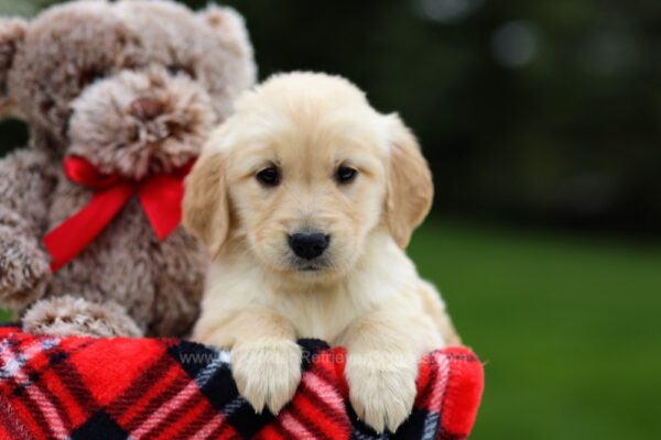 Image of Carly, a Golden Retriever puppy