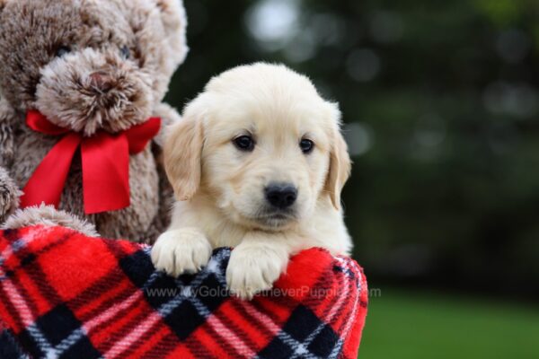 Image of Crystal, a Golden Retriever puppy