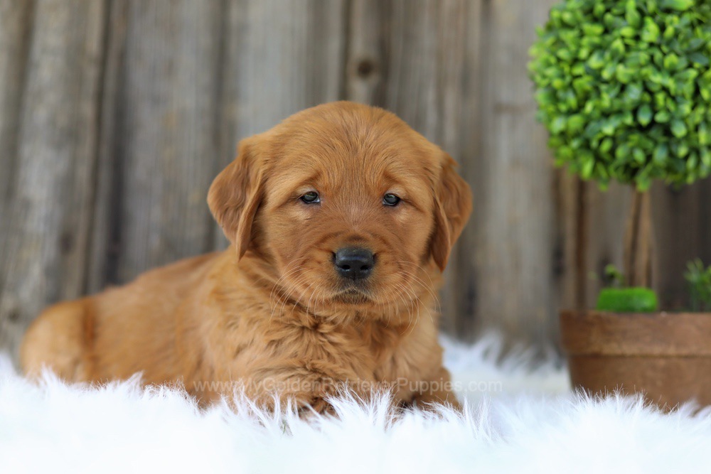 Eden shop golden retrievers