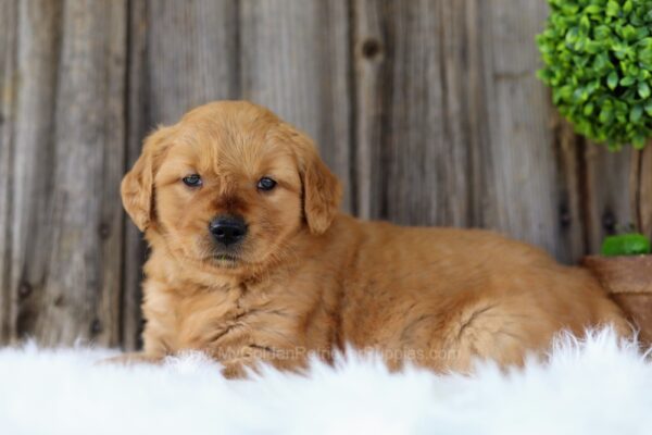 Image of Fawn, a Golden Retriever puppy