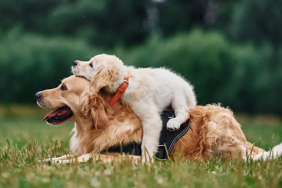 introducing Golden Retrievers to other pets