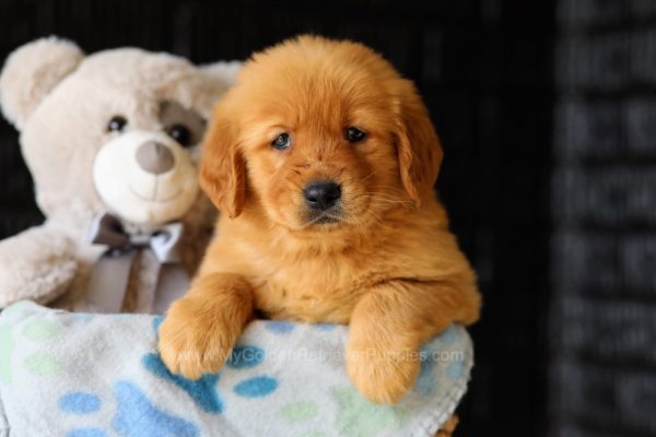 Image of Gus, a Golden Retriever puppy