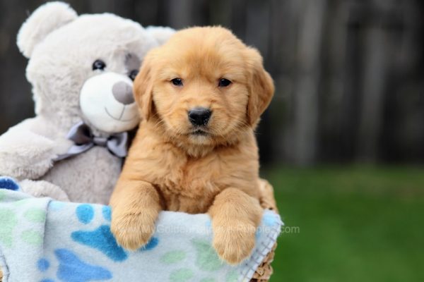 Image of Hank, a Golden Retriever puppy