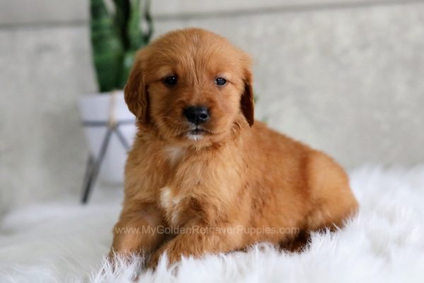 Image of Ike, a Golden Retriever puppy