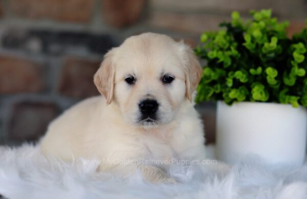 Image of Landon, a Golden Retriever puppy