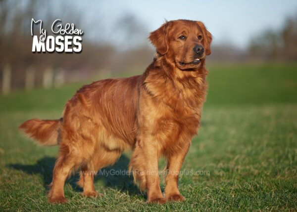 Image of Dark Golden 🤎 July 24, a Golden Retriever puppy