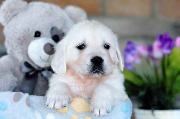 Image of Tyler, a Golden Retriever puppy