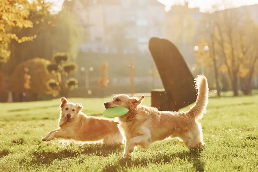 how much exercise does a Golden Retriever need