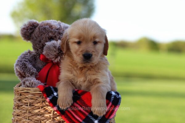 Image of Diego, a Golden Retriever puppy