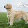 Image of Tommy ❤️ Dutchess - April 9, a Golden Retriever puppy